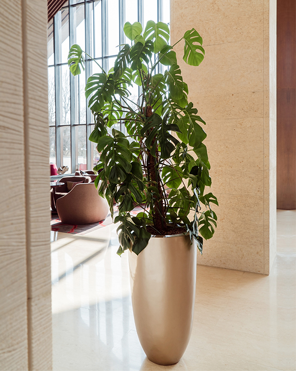 Installation of large indoor flower pots