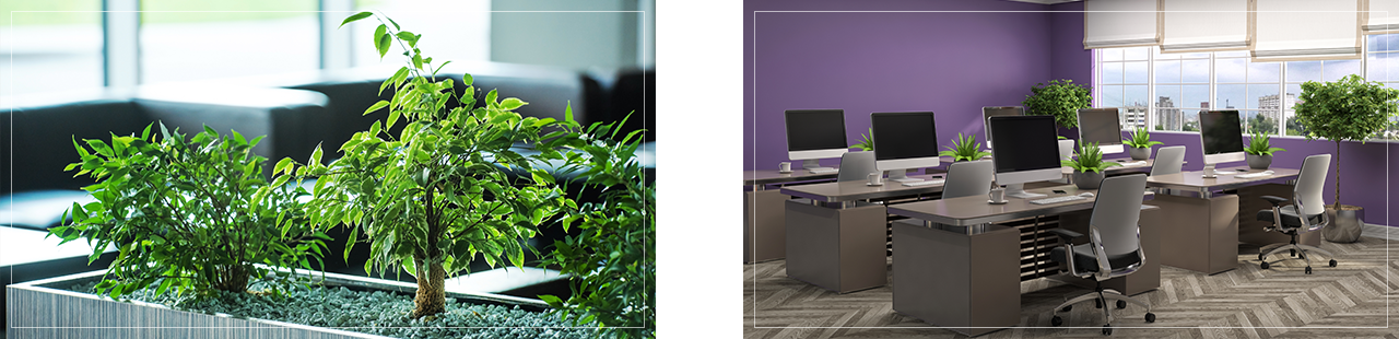 Office pots regular management / Plant rental service / Indoor garden care in buildings