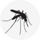 Mosquito