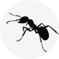 Ant