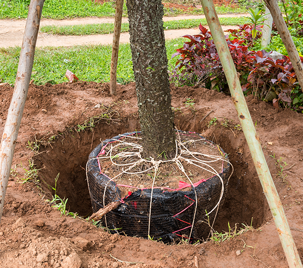 Landscape Planting Construction