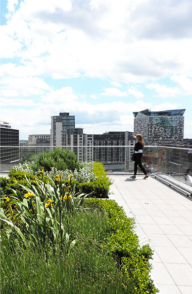 Rooftop Landscape